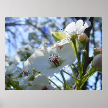Decorative Pear 1 Poster