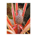 Decorative Pineapple in Hawaii