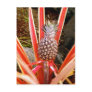 Decorative Pineapple in Hawaii