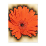 Deep Gerbera postcards