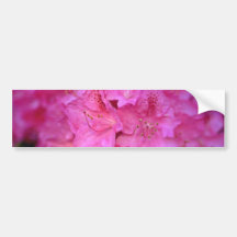 Deep Pink Azalea Cluster flowers Bumper Sticker