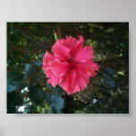 Deep Pink Hibiscus Flower posters