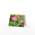 Deep Pink Hydrangeas Thank You cards