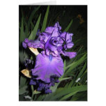 Deep Purple Iris At Dusk cards
