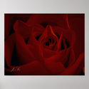 Deep Red Rose Poster posters