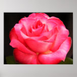 Deepest Pink Posters