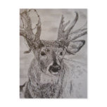 deer 2 postcards