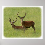 Deer 9Y413D-023 posters