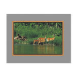 Deer along the river Bank postcards