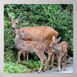 Deer and Fawns posters