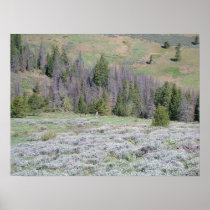 Deer at Bald Butte in Fremont Winema National Fore Posters