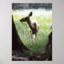 deer between trees posters