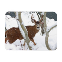 Deer Buck in Snow Rectangular Magnets