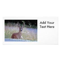 Deer Buck Lying Down Photo Cards