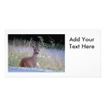 Deer Buck Lying Down photo cards