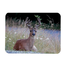 Deer Buck Lying Down Vinyl Magnet