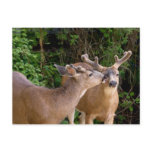 Deer Bucks Brotherly Love postcards