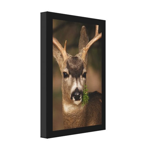 deer canvas prints