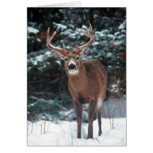 Deer Christmas Card