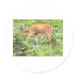 Deer Fawn Flowers Mt Rainier National Park Photo stickers