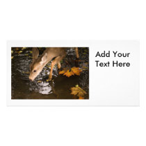 Deer Fawn in a Creek