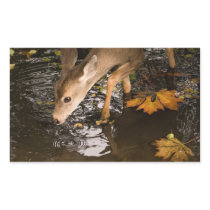 Deer Fawn in a Creek