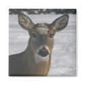 Deer Head magnets