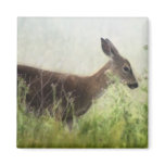 Deer In Field Magnets
