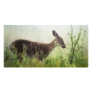 Deer In Field Picture Card