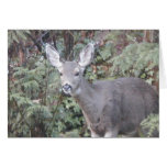 Deer in forest greeting cards