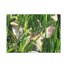 Deer In Grass On Canvas Stretched Canvas Print