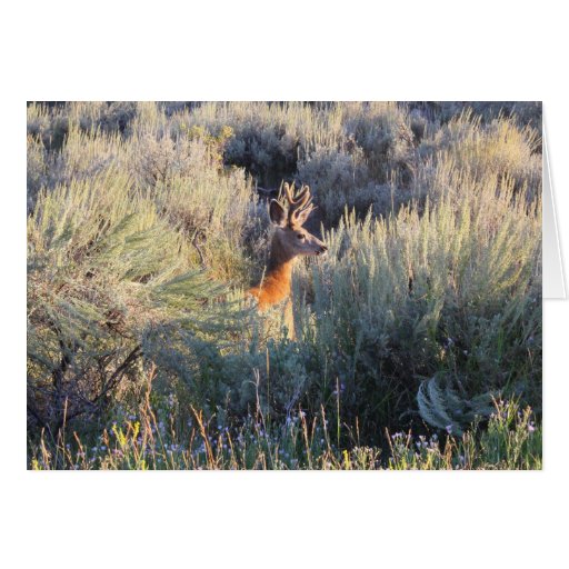 Deer in Sagebrush Cards
