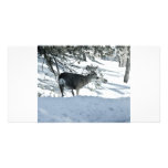 deer in snow photo card