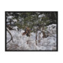 Deer in the Woods Postcard