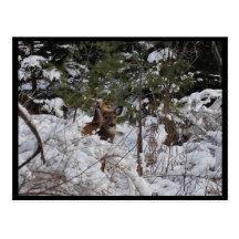 Deer in the Woods Postcard
