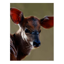 Deer looking post card