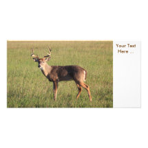 Deer Photo Card