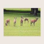 Deer postcards