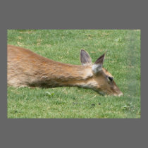 deer posters