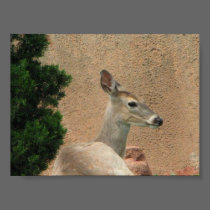 deer posters