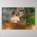 deer poster posters