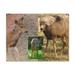 Deer Raspberries III postcards