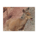 Deer Raspberries postcards