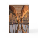 Deer Reflections Sharing A Drink cards