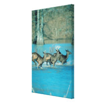 Deer running in water gallery wrapped canvas
