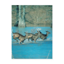 Deer running in water postcards
