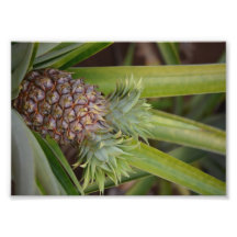 Deformed Pineapple Photo Art