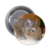 Degu Relaxing Button