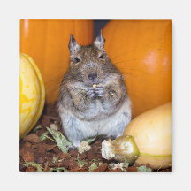 Degu with Pumpkin and Squash Magnet