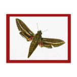 Deilephila celerio postcard